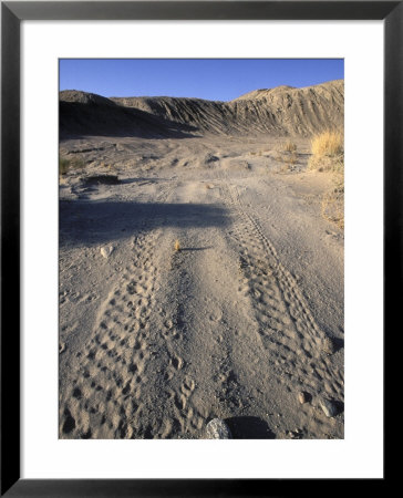 Atv Damage Along Palm Wash In The Desert Cahuilla Archaeology Area, California by Rich Reid Pricing Limited Edition Print image