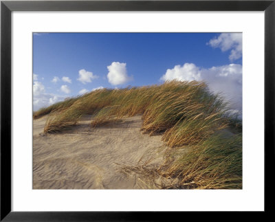 Wind Blown Grass Tussocks Precariously Attached To A Sand Dune, Coorong National Park, Australia by Jason Edwards Pricing Limited Edition Print image