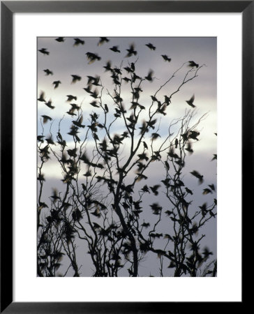 Migrating Common Starling Flock At Sunset Take Flight, Australia by Jason Edwards Pricing Limited Edition Print image