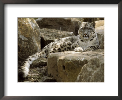 The Watchful Stare Of A Snow Leopard Belies Its Relaxed Appearance, Melbourne Zoo, Australia by Jason Edwards Pricing Limited Edition Print image
