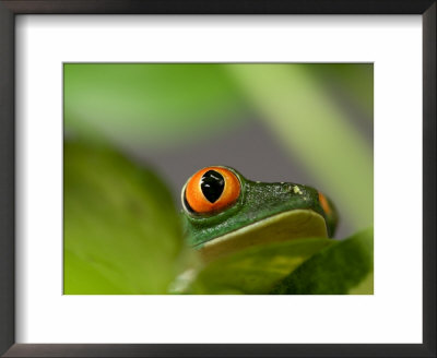 Red-Eyed Tree Frog At The Sunset Zoo, Kansas by Joel Sartore Pricing Limited Edition Print image