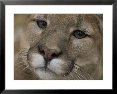 Mountain Lion, Or Puma At The Rolling Hills Zoo by Joel Sartore Pricing Limited Edition Print image