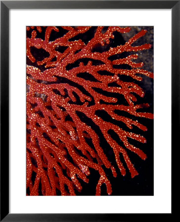 Bright Red Gorgonian Soft Coral Flares From A Sub-Tropical Reef, Australia by Jason Edwards Pricing Limited Edition Print image