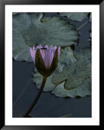 Dragonfly On A Water Lily Blossom by James P. Blair Pricing Limited Edition Print image