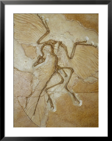The Earliest Bird, Archaeopteryx, Fossil Skeleton With Feathers by Jason Edwards Pricing Limited Edition Print image