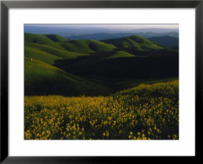 Part Of The East Bay Regional Park District Near Oakland, California by Phil Schermeister Pricing Limited Edition Print image
