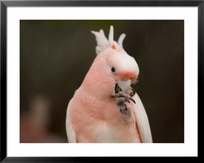Leadbeaters Or Major Mitchells Or Pink Cockatoos by Joel Sartore Pricing Limited Edition Print image