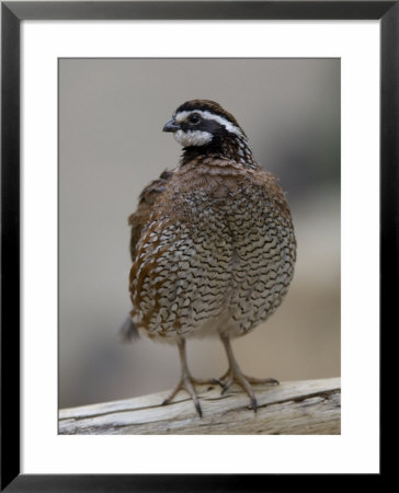Northern Bobwhite Quail From The Toledo Zoo by Joel Sartore Pricing Limited Edition Print image