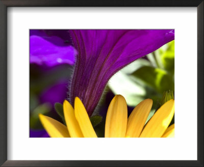 Close View Of Purple Petunia And Yellow Symphony Osteospermum, Groton, Connecticut by Todd Gipstein Pricing Limited Edition Print image
