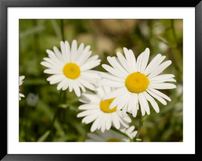 Closeup Of Daisies, Massachusetts by Tim Laman Pricing Limited Edition Print image