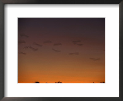 Flock Of Birds In Flight Graceful In The Sunset Afterglow, Australia by Jason Edwards Pricing Limited Edition Print image