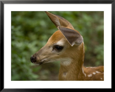 Fawn At A Wildlife Rescue Member's Home In Eastern Nebraska by Joel Sartore Pricing Limited Edition Print image