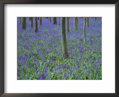A Bluebell Wood In Sussex, England, Uk by Jean Brooks Pricing Limited Edition Print image