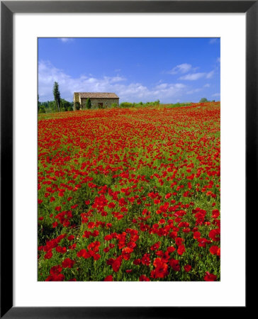 Field Of Poppies And Barn, Near Montepulciano, Tuscany, Italy by Lee Frost Pricing Limited Edition Print image