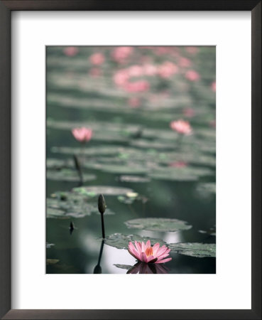 Lotus Flower, Luang Prabang, Laos, Indochina, Southeast Asia, Asia by Colin Brynn Pricing Limited Edition Print image