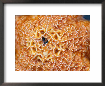 Close-Up Of A Starfish by Raymond Gehman Pricing Limited Edition Print image