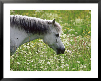 White Horse In Field Of Wildflowers, Sweden by Bjorn Forsberg Pricing Limited Edition Print image