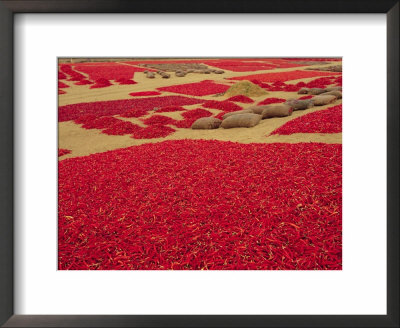 Picked Red Chilli Peppers Laid Out To Dry, Rajasthan, India by Bruno Morandi Pricing Limited Edition Print image
