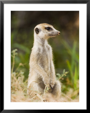 Meerkat Or Sitting While Watching, Kgalagadi Transfrontier Park, South Africa, Africa by James Hager Pricing Limited Edition Print image