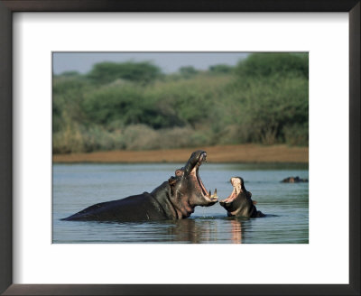 Common Hippopotamuses (Hippos), Hippopotamus Amphibius, Yawning, Kruger National Park, South Africa by Ann & Steve Toon Pricing Limited Edition Print image