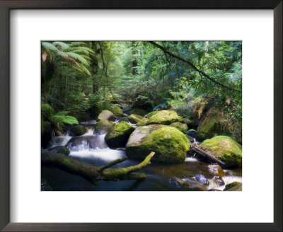 Taggerty River, Tree Ferns And Myrtle Beech Trees In The Temperate Rainforest, Victoria, Australia by Jochen Schlenker Pricing Limited Edition Print image