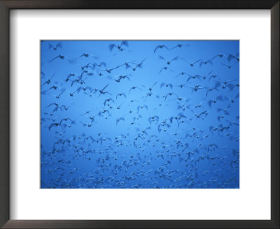 Snow Geese In Bosque Del Apache, New Mexico, Usa by Diane Johnson Pricing Limited Edition Print image