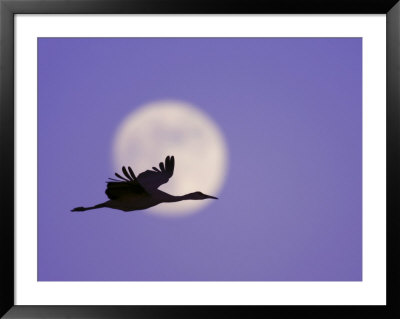 Silhouette Of Sandhill Crane Flying Across Full Moon, Bosque Del Apache National Wildlife Reserve by Arthur Morris. Pricing Limited Edition Print image