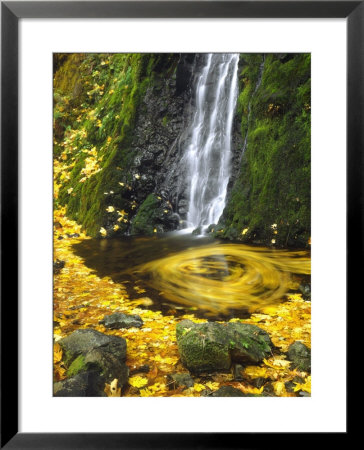 Starvation Creek Falls Creates A Maple Leaf Whirlpool On Water by Steve Terrill Pricing Limited Edition Print image