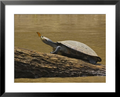 Turtle Atop Rock With Butterfly On Its Nose, Madre De Dios, Amazon River Basin, Peru by Dennis Kirkland Pricing Limited Edition Print image