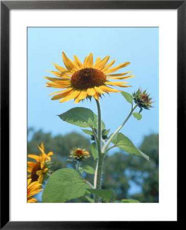 Large Sunflower, Wickford, Ri by Jim Schwabel Pricing Limited Edition Print image