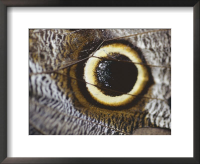 A Magnified View Of An Insects Colorful Wing by Todd Gipstein Pricing Limited Edition Print image