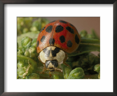 Close View Of A Ladybug by Darlyne A. Murawski Pricing Limited Edition Print image