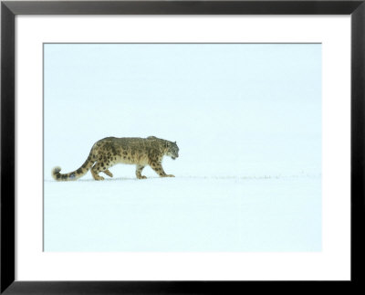 Snow Leopard In Winter by Daybreak Imagery Pricing Limited Edition Print image