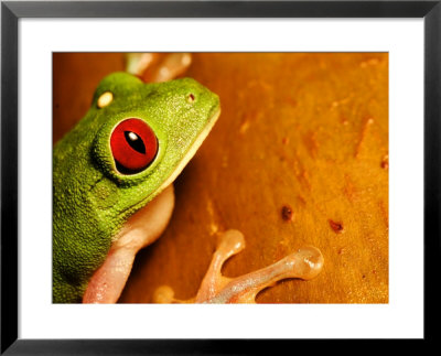 Red-Eyed Tree Frog, Close-Up Of Head And Front Feet, Costa Rica by Roy Toft Pricing Limited Edition Print image