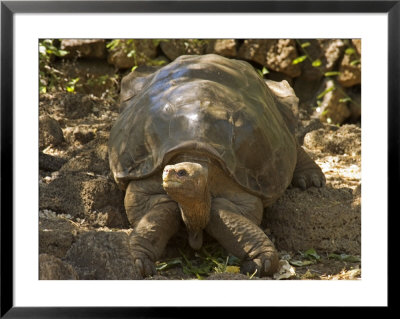Lonesome George Last Surviver Of The Race Of The Galapagos Tortoise, Pinta Island, Galapagos by David M. Dennis Pricing Limited Edition Print image