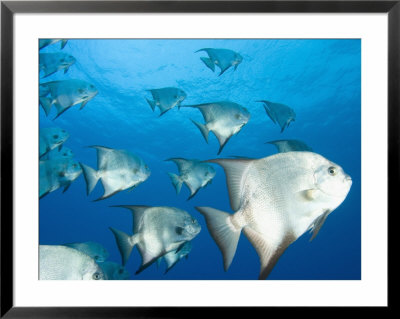 Atlantic Spadefish, Hol Chan Marine Park, Ambergris Caye, Barrier Reef, Belize by Stuart Westmoreland Pricing Limited Edition Print image