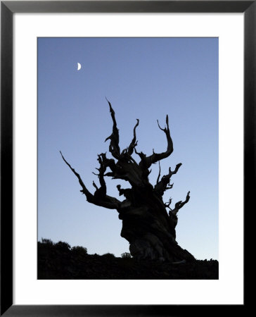 Moon And Ancient Bristlecone Pine Tree Silhouette, White Mountains, California, Usa by Dennis Kirkland Pricing Limited Edition Print image