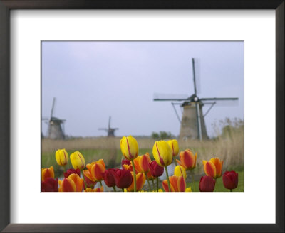 Windmills And Tulips Along The Canal In Kinderdijk, Netherlands by Keren Su Pricing Limited Edition Print image