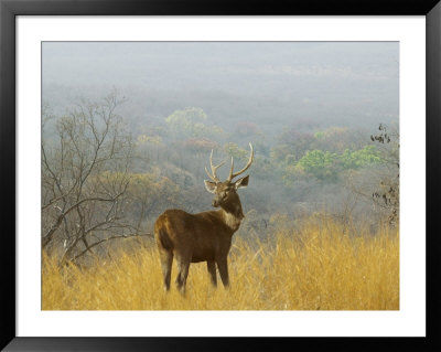 Sambar Deer In Ranthambore National Park, Rajasthan, India by Keren Su Pricing Limited Edition Print image