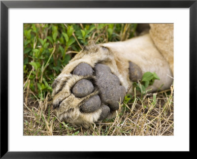 Paw Of A Lion Resting In Brush, Maasai Mara, Kenya by Joe Restuccia Iii Pricing Limited Edition Print image