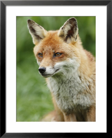 Red Fox, Portrait, Sussex, Uk by Elliott Neep Pricing Limited Edition Print image
