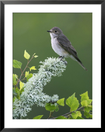 Spotted Flycatcher, Adult Perching, Scotland by Mark Hamblin Pricing Limited Edition Print image