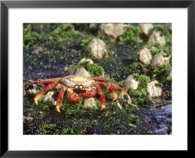 Sally Lightfoot Crabs, Feeding In Tidal Pool, Galapagos by Mark Jones Pricing Limited Edition Print image