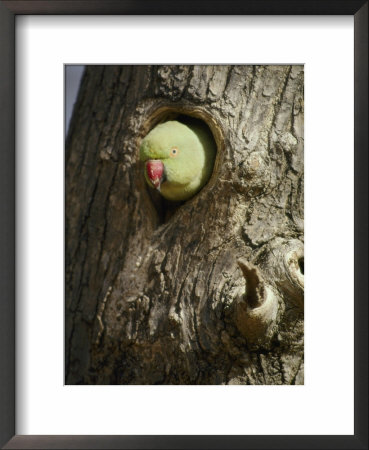 A Rose-Ringed Parakeet Pokes Its Head Out Of A Hole In A Tree Trunk by Jason Edwards Pricing Limited Edition Print image