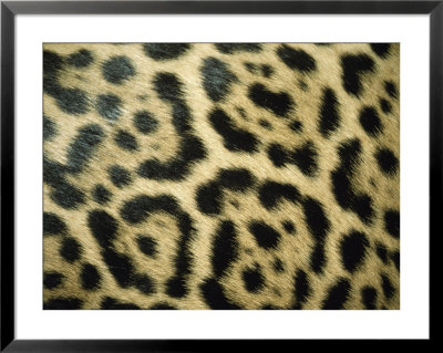 Close View Of Jaguar Fur Markings by Jason Edwards Pricing Limited Edition Print image
