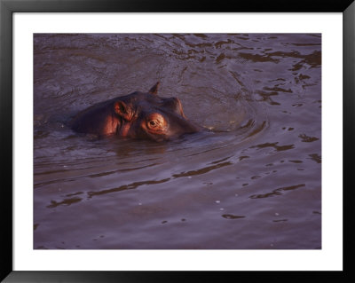 A Sumberged Hippo Raises Its Head Partway Out Of The Water by Jodi Cobb Pricing Limited Edition Print image