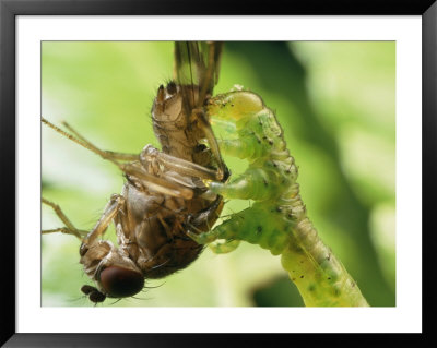A Eupithecia Caterpillar Snags A Fruit Fly For Lunch by Darlyne A. Murawski Pricing Limited Edition Print image