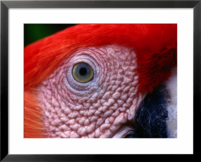 Scarlet Macaw (Ara Macao), Tambopata-Candamo National Park, Madre De Dios, Peru by Alfredo Maiquez Pricing Limited Edition Print image