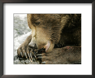 Alaskan Brown Bear, Close-Up Of Bear Eating Salmon, Alaska by Roy Toft Pricing Limited Edition Print image