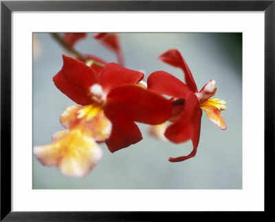 Burrageara (Stefan Isler), Orchid, Close-Up Of Red Flower by Ruth Brown Pricing Limited Edition Print image